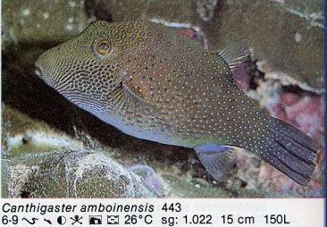 Canthigaster ambionensis